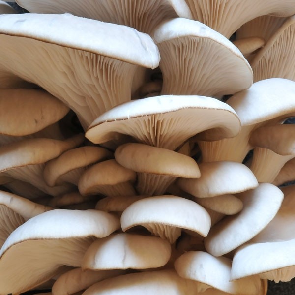 Kit de culture de champignons de Paris blonds bio Radis et Capucine grand  modèle : Champignons et graines à germer RADIS ET CAPUCINE potager et  verger - botanic®